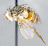  ( - CNC1394319)  @14 [ ] No Rights Reserved  Unspecified Canadian National Collection of Insects Arachnids and Nematodes
