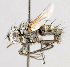  (Spathipalpus - CNC487459)  @11 [ ] No Rights Reserved (2016) Unspecified Canadian National Collection of Insects, Arachnids and Nematodes