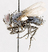 ( - CNC487468)  @13 [ ] No Rights Reserved (2016) Unspecified Canadian National Collection of Insects, Arachnids and Nematodes