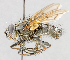  (Dasyuromyia nervosa - CNC487501)  @11 [ ] No Rights Reserved (2016) Unspecified Canadian National Collection of Insects, Arachnids and Nematodes