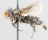  ( - CNC487584)  @11 [ ] No Rights Reserved (2016) Unspecified Canadian National Collection of Insects, Arachnids and Nematodes