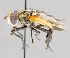  (Trichopoda - CNC487602)  @15 [ ] No Rights Reserved (2016) Unspecified Canadian National Collection of Insects, Arachnids and Nematodes