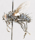 (Opsophagus - CNC487654)  @11 [ ] No Rights Reserved (2016) Unspecified Canadian National Collection of Insects, Arachnids and Nematodes