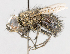  (Chaetoepalpus - CNC487659)  @11 [ ] No Rights Reserved (2016) Unspecified Canadian National Collection of Insects, Arachnids and Nematodes