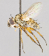  ( - CNC497684)  @11 [ ] No Rights Reserved (2016) Unspecified Canadian National Collection of Insects, Arachnids and Nematodes