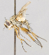  ( - CNC497688)  @11 [ ] No Rights Reserved (2016) Unspecified Canadian National Collection of Insects, Arachnids and Nematodes