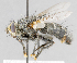  ( - CNC554593)  @11 [ ] No Rights Reserved (2016) Unspecified Canadian National Collection of Insects, Arachnids and Nematodes