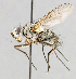  ( - CNC554832)  @14 [ ] No Rights Reserved (2016) Unspecified Canadian National Collection of Insects, Arachnids and Nematodes