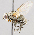  ( - CNC565968)  @12 [ ] No Rights Reserved (2016) Unspecified Canadian National Collection of Insects, Arachnids and Nematodes