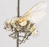  (Graphogaster sp. GER2 - CNC566045)  @11 [ ] No Rights Reserved (2016) Unspecified Canadian National Collection of Insects, Arachnids and Nematodes