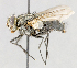  ( - CNC572101)  @13 [ ] No Rights Reserved (2016) Unspecified Canadian National Collection of Insects, Arachnids and Nematodes