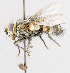  ( - CNC572107)  @14 [ ] No Rights Reserved (2016) Unspecified Canadian National Collection of Insects, Arachnids and Nematodes