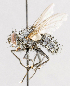 ( - CNC572174)  @11 [ ] No Rights Reserved (2016) Unspecified Canadian National Collection of Insects, Arachnids and Nematodes