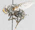  ( - CNC572203)  @11 [ ] No Rights Reserved (2016) Unspecified Canadian National Collection of Insects, Arachnids and Nematodes