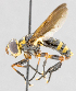  ( - CNC572220)  @11 [ ] No Rights Reserved (2016) Unspecified Canadian National Collection of Insects, Arachnids and Nematodes