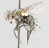  ( - CNC575256)  @14 [ ] No Rights Reserved (2016) Unspecified Canadian National Collection of Insects, Arachnids and Nematodes
