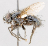  ( - CNC602369)  @13 [ ] No Rights Reserved (2016) Unspecified Canadian National Collection of Insects, Arachnids and Nematodes