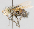  (Vibrissomyia sp. 1 - CNC602370)  @11 [ ] No Rights Reserved (2016) Unspecified Canadian National Collection of Insects, Arachnids and Nematodes