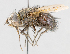  (Vibrissomyia sp. 2 - CNC602371)  @11 [ ] No Rights Reserved (2016) Unspecified Canadian National Collection of Insects, Arachnids and Nematodes