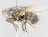  (Psecacera - CNC602381)  @11 [ ] No Rights Reserved (2016) Unspecified Canadian National Collection of Insects, Arachnids and Nematodes