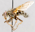  (Dasyuromyia - CNC602383)  @13 [ ] No Rights Reserved (2016) Unspecified Canadian National Collection of Insects, Arachnids and Nematodes