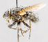  (Morphodexia - CNC602386)  @11 [ ] No Rights Reserved (2016) Unspecified Canadian National Collection of Insects, Arachnids and Nematodes