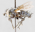  ( - CNC602391)  @11 [ ] No Rights Reserved (2016) Unspecified Canadian National Collection of Insects, Arachnids and Nematodes