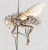  ( - CNC602733)  @12 [ ] No Rights Reserved (2016) Unspecified Canadian National Collection of Insects, Arachnids and Nematodes