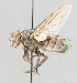  ( - CNC602734)  @12 [ ] No Rights Reserved (2016) Unspecified Canadian National Collection of Insects, Arachnids and Nematodes