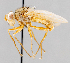 ( - CNC602736)  @13 [ ] No Rights Reserved (2016) Unspecified Canadian National Collection of Insects, Arachnids and Nematodes