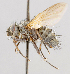  (Blepharomyia tibialis - CNC602741)  @11 [ ] No Rights Reserved (2016) Unspecified Canadian National Collection of Insects, Arachnids and Nematodes