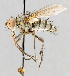  ( - CNC602747)  @14 [ ] No Rights Reserved (2016) Unspecified Canadian National Collection of Insects, Arachnids and Nematodes