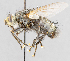  ( - CNC602753)  @11 [ ] No Rights Reserved (2016) Unspecified Canadian National Collection of Insects, Arachnids and Nematodes