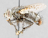  ( - CNC602754)  @11 [ ] No Rights Reserved (2016) Unspecified Canadian National Collection of Insects, Arachnids and Nematodes