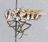  (Zelia rufina - CNC_Diptera258056)  @14 [ ] No Rights Reserved (2015) Unspecified CNC