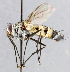  ( - CNC_Diptera258062)  @13 [ ] No Rights Reserved (2015) Unspecified CNC