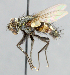  ( - CNC_Diptera258067)  @11 [ ] No Rights Reserved (2015) Unspecified CNC