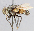  ( - CNC_Diptera258108)  @11 [ ] No Rights Reserved (2015) Unspecified CNC