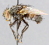  ( - CNC_Diptera258109)  @11 [ ] No Rights Reserved (2015) Unspecified CNC