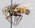  ( - CNC_Diptera258110)  @13 [ ] No Rights Reserved (2015) Unspecified CNC