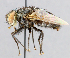  ( - CNC_Diptera258111)  @11 [ ] No Rights Reserved (2015) Unspecified CNC
