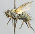  (Campylocheta sp. 1 - CNC_Diptera258121)  @11 [ ] No Rights Reserved (2015) Unspecified CNC