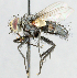  ( - CNC_Diptera258125)  @12 [ ] No Rights Reserved (2015) Unspecified CNC
