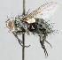  ( - CNC_Diptera258126)  @13 [ ] No Rights Reserved (2015) Unspecified CNC