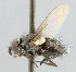  ( - CNC_Diptera258144)  @11 [ ] No Rights Reserved (2015) Unspecified CNC