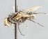  ( - CNC_Diptera258145)  @12 [ ] No Rights Reserved (2015) Unspecified CNC