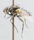  ( - CNC_Diptera258146)  @11 [ ] No Rights Reserved (2015) Unspecified CNC