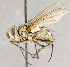  ( - CNC554642)  @14 [ ] No Rights Reserved (2018) Unspecified Canadian National Collection of Insects, Arachnids and Nematodes