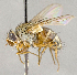  ( - CNC703856)  @11 [ ] No Rights Reserved (2018) Unspecified Canadian National Collection of Insects, Arachnids and Nematodes