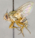  ( - CNC703867)  @11 [ ] No Rights Reserved (2018) Unspecified Canadian National Collection of Insects, Arachnids and Nematodes